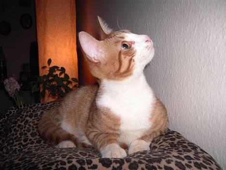 Huskat basse - Basse "bissegøj" billede 1