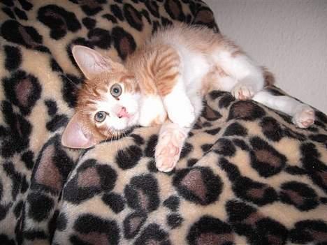 Huskat basse - Kalder man mig "Dumbo", det kan jeg ikke forstå... billede 2