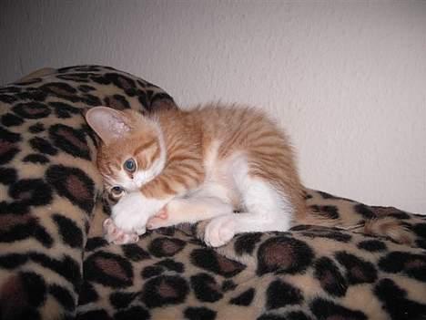 Huskat basse - Se jeg kan rulle... billede 3