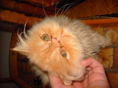 Perser Gizmo - lidt længere bag ørene tak :D billede 4