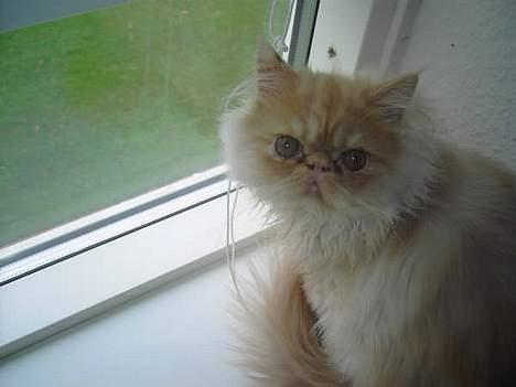 Perser Gizmo - nyder udsikten :D billede 5