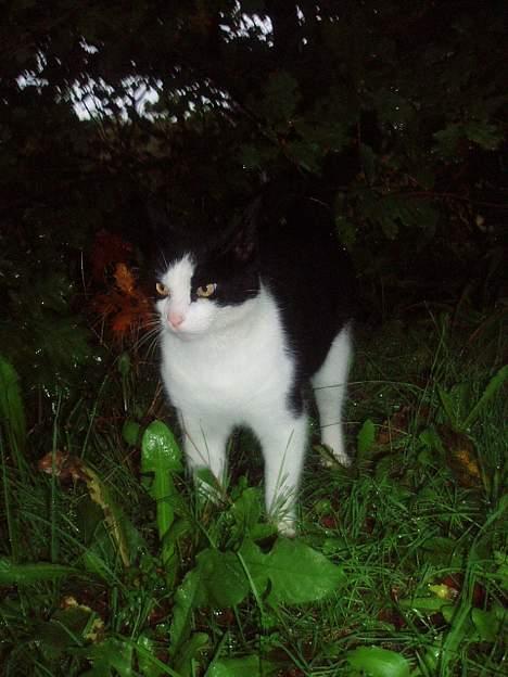 Blanding af racer Rassi - her spotter han et rådyr og gør klar til attack... billede 1
