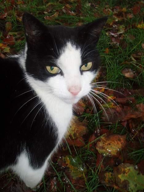 Blanding af racer Rassi - ond front billede 2