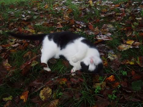 Blanding af racer Rassi - her slår han en mus ihjel med et rulle attack billede 3