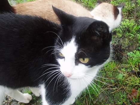 Blanding af racer Rassi - han hader hans mor... så der er lidt mand i den kastarerede kat billede 4