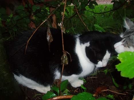 Blanding af racer Rassi billede 5