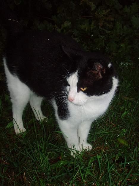 Blanding af racer Rassi - efter han har flået rådyret i stumper og stykker billede 6