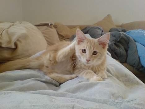 Maine Coon innocent girl - vaske tid. goz mad mor? billede 5