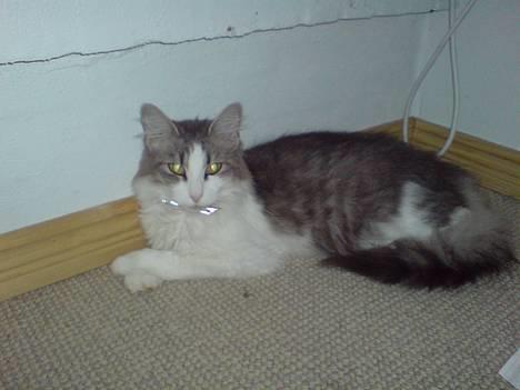 Norsk Skovkat Kisser - hej allesammen... her ligger jeg er jeg ikke bare for dejlig???? billede 1