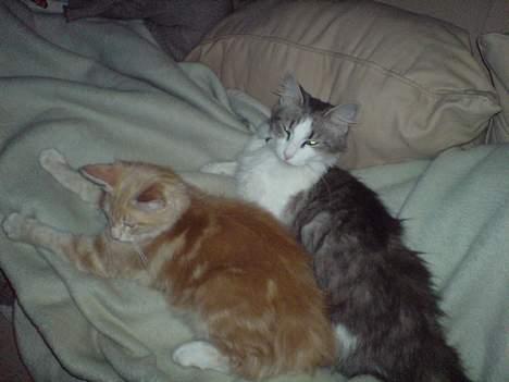 Norsk Skovkat Kisser - og så lige en putter med indie.... billede 2