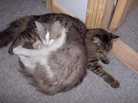 Norsk Skovkat Kisser - speedie og jeg tager lige en hygge stund billede 3