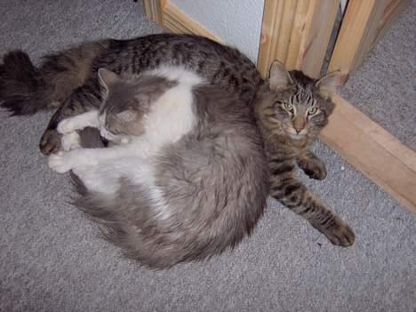 Norsk Skovkat Kisser - skønt at putte med speedie billede 4