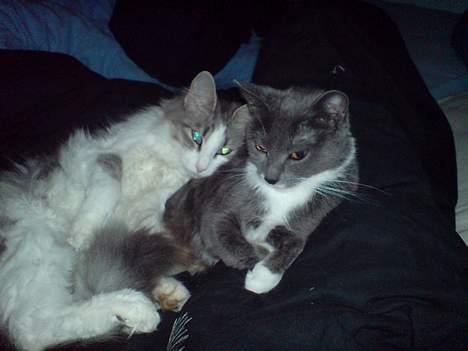 Norsk Skovkat Kisser - misse mor og mig billede 5