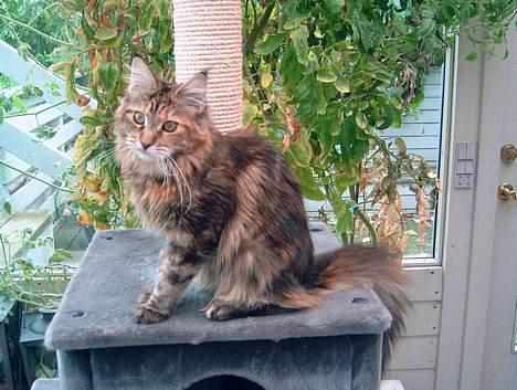 Maine Coon Timbercoons Grafity - Grafitty billede 6