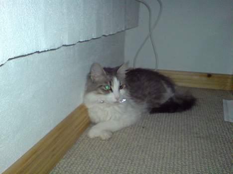 Norsk Skovkat Kisser - hallo jeg sover altså. hvis jeg da ellers kan få fred billede 6