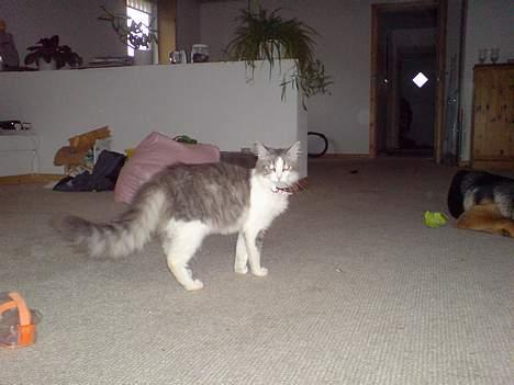 Norsk Skovkat Kisser - nu går jeg altså billede 7