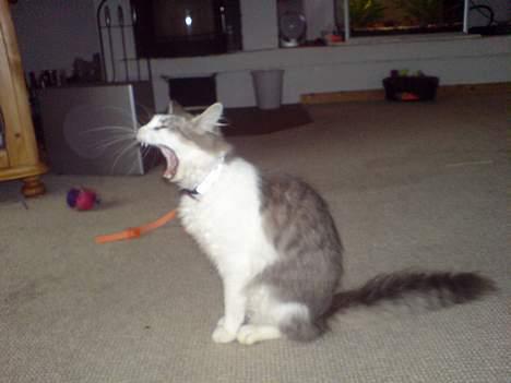 Norsk Skovkat Kisser - GAAAAAAB billede 8