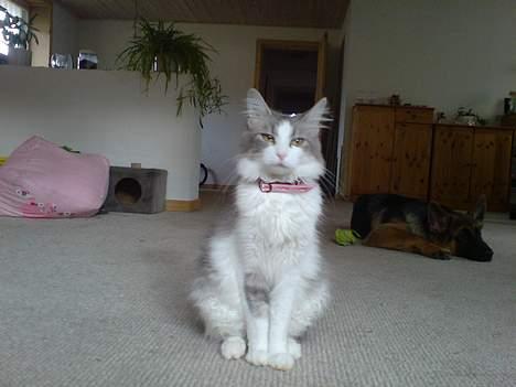 Norsk Skovkat Kisser - ja ja jeg ved godt jeg er for dejlig billede 9