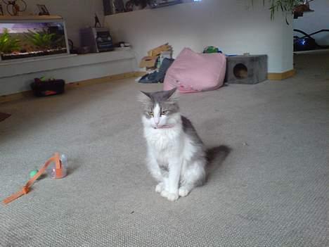 Norsk Skovkat Kisser - hej igen billede 10