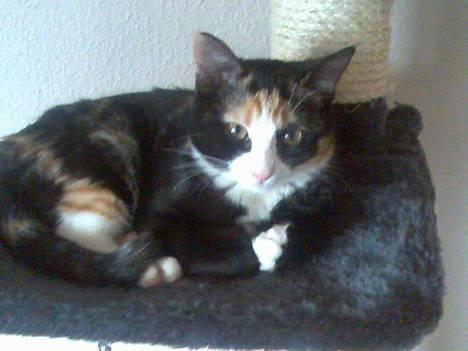 Blanding af racer Jessy - Er jeg ik fotogen mor? billede 1