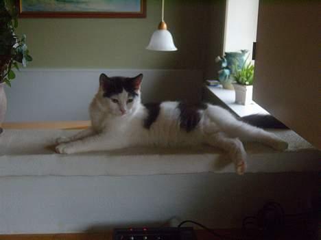 Huskat Yang - Så ligger han lige og holder øje med køkken bordet billede 8