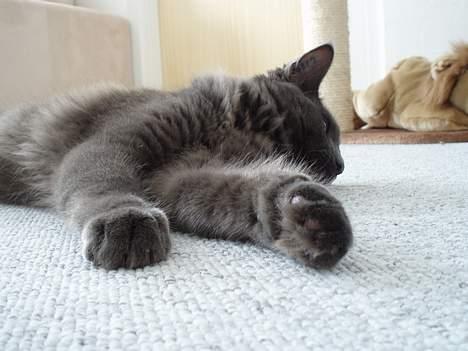 Maine Coon Sofus billede 9