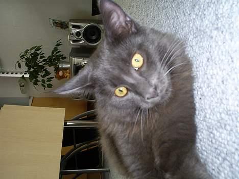 Maine Coon Sofus billede 10