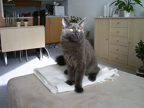 Maine Coon Sofus billede 11