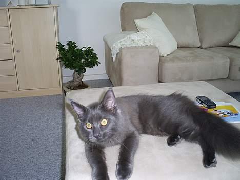 Maine Coon Sofus billede 12