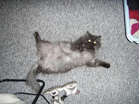 Perser Maui billede 1