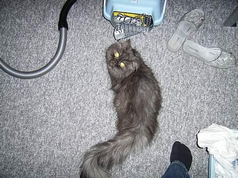 Perser Maui billede 2