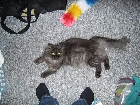 Perser Maui billede 3