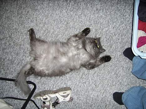 Perser Maui billede 4