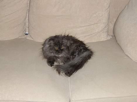 Perser Maui billede 5