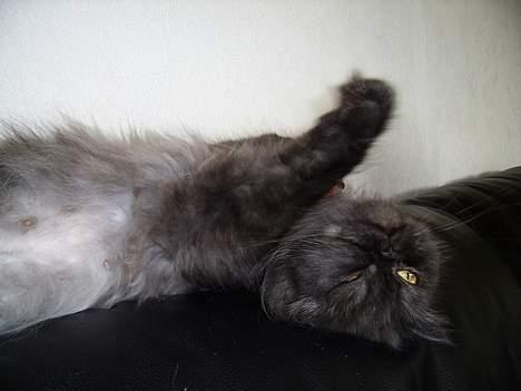 Perser Maui billede 6