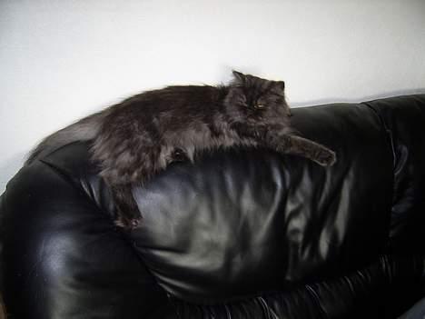 Perser Maui billede 7