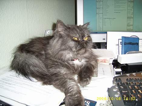 Perser Maui billede 8