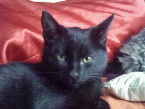 Blanding af racer Ofelia billede 1