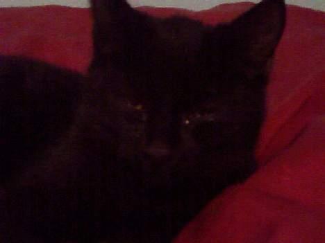 Blanding af racer Ofelia billede 2