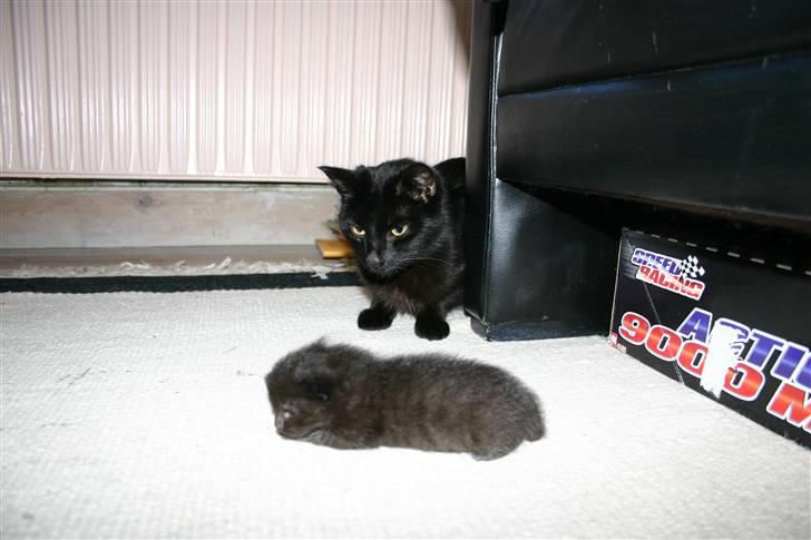 Blanding af racer Ofelia - Ofelia med killing billede 3