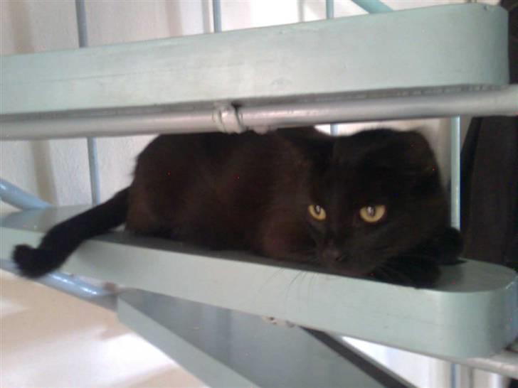 Blanding af racer Ofelia billede 4