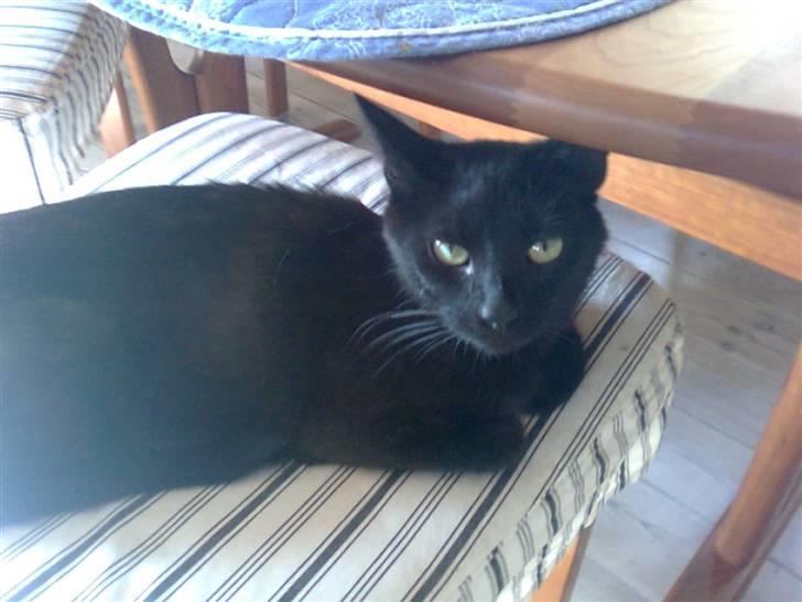 Blanding af racer Ofelia billede 5