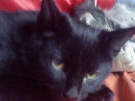 Blanding af racer Ofelia billede 6