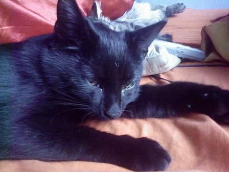 Blanding af racer Ofelia billede 7