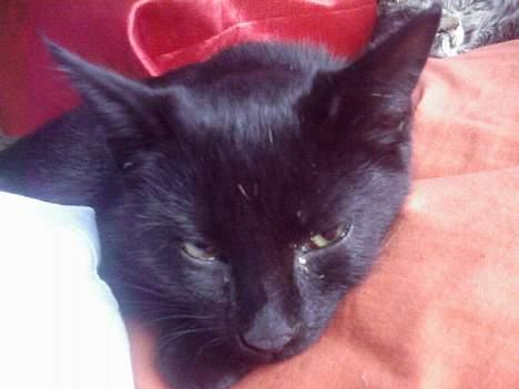 Blanding af racer Ofelia billede 8