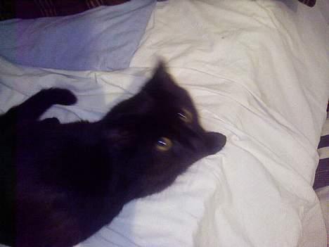 Blanding af racer Ofelia billede 9