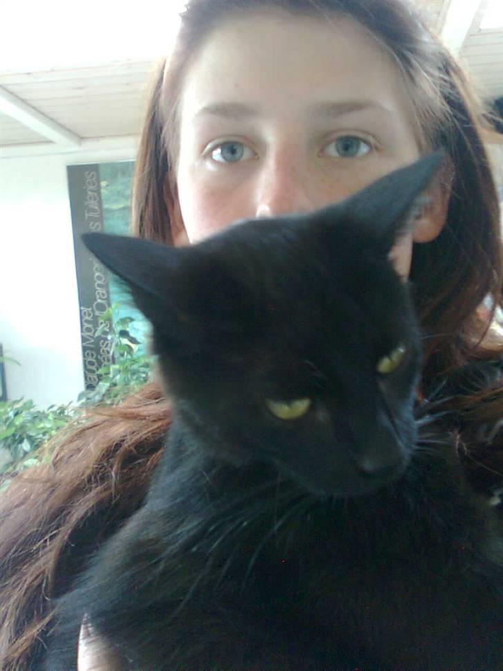 Blanding af racer Ofelia billede 10