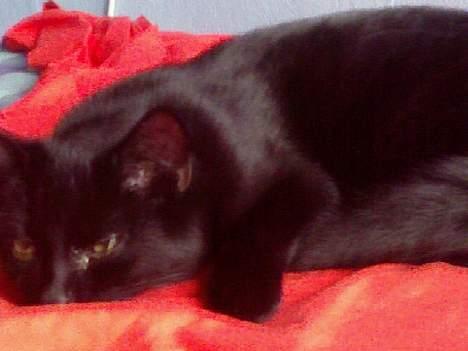 Blanding af racer Ofelia billede 11