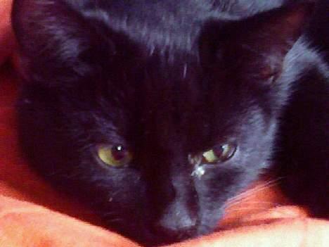 Blanding af racer Ofelia billede 12