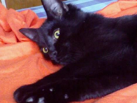 Blanding af racer Ofelia billede 13